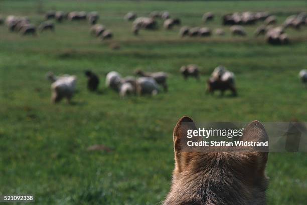 european grey wolf watching flock of sheep - wolf sheep stock pictures, royalty-free photos & images
