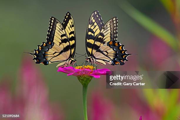 swallowtail butterflies on cosmos flower - butterly stock-fotos und bilder