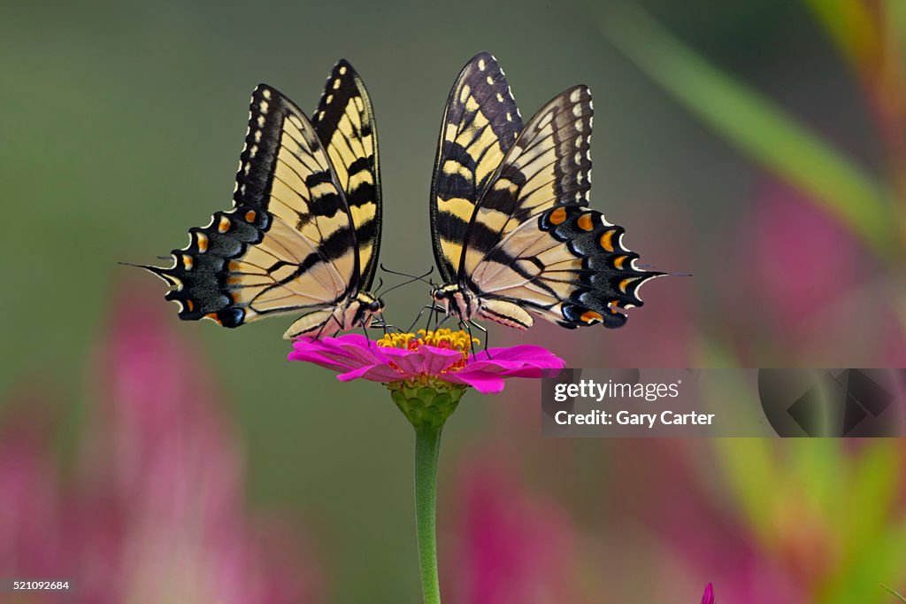 Swallowtail Butterflies on Cosmos Flower