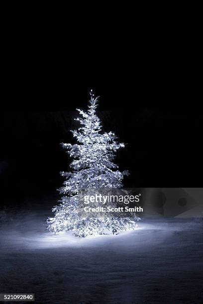 snow covered spruce tree lit for holidays - white night stock pictures, royalty-free photos & images