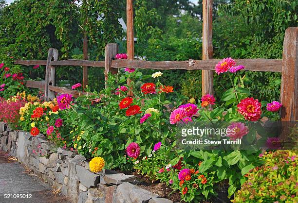 zinnia flowers in rock garden - rock garden stockfoto's en -beelden