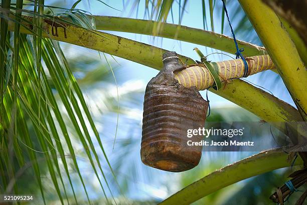 palm wine being harvested - tapping stock pictures, royalty-free photos & images