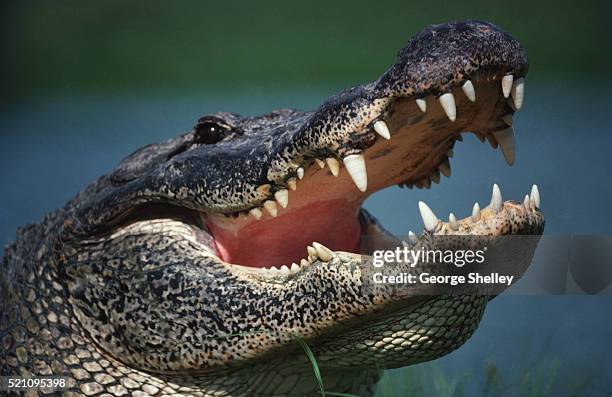alligator with mouth open - crocodile family stock pictures, royalty-free photos & images