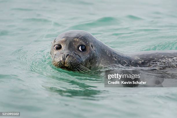 harbor seal (phoca vitulina) svalbard, arctic norway - knubbsäl bildbanksfoton och bilder