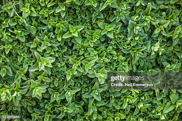 mint leaves morocco - herb stock-fotos und bilder