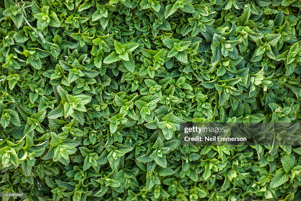 Mint Leaves Morocco