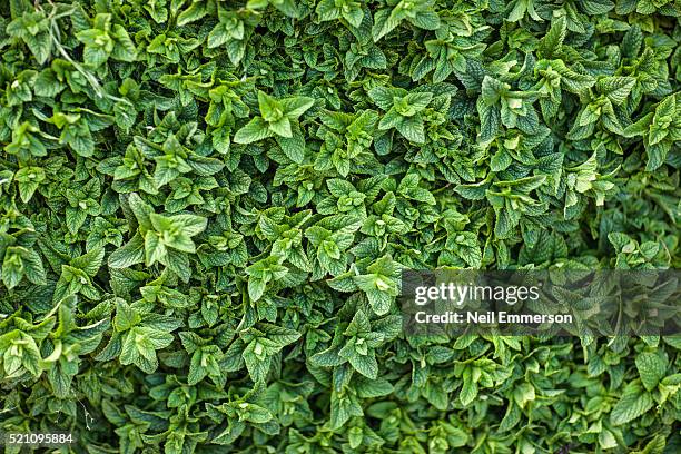 mint leaves morocco - mint stock pictures, royalty-free photos & images