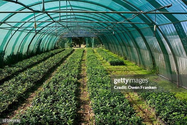 clones of pointu variety coffee plants - greenhouse imagens e fotografias de stock