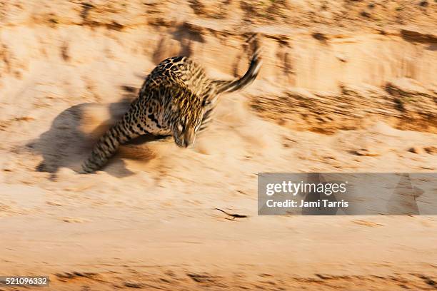 87 Jaguar Animal Running Photos and Premium High Res Pictures - Getty Images 87 Jaguar Animal Running Photos and Premium High Res Pictures - Getty Images