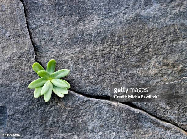 plant growing in cracked boulder - hoffnung stock-fotos und bilder