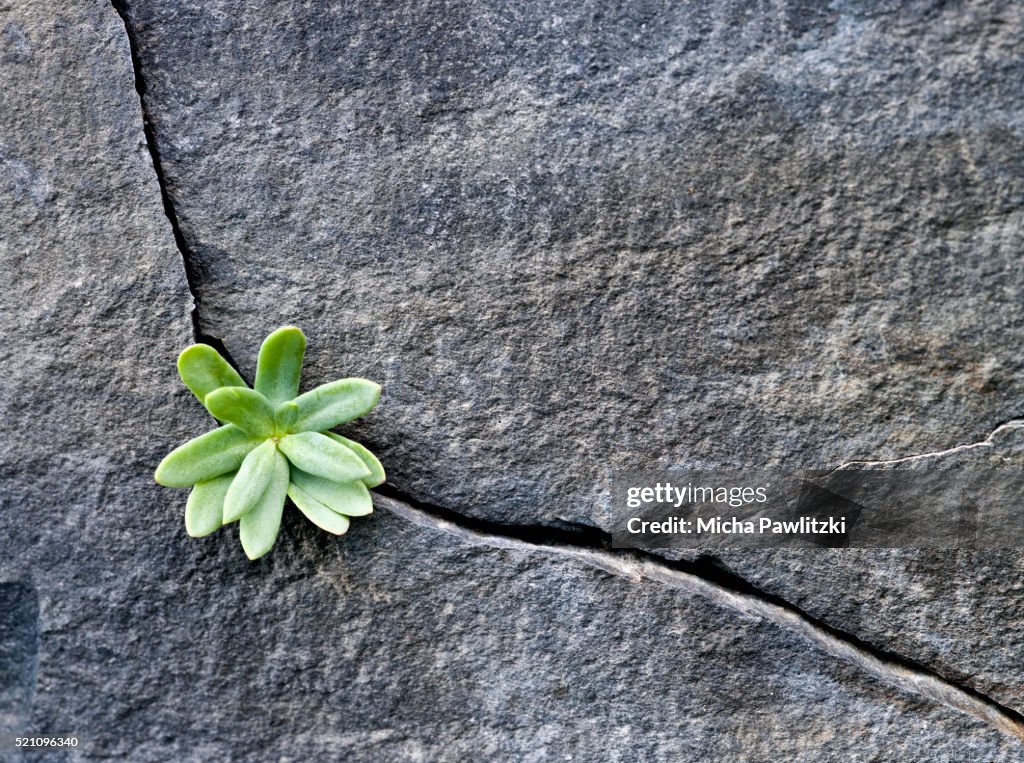 Plant Growing in Cracked Boulder