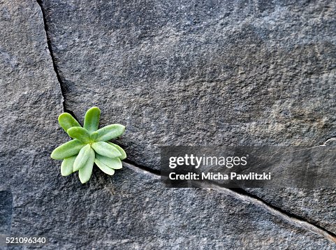 Plant Growing in Cracked Boulder Plant Growing in Cracked Boulder