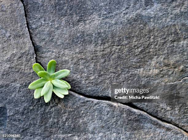 plant growing in cracked boulder - hope concept bildbanksfoton och bilder