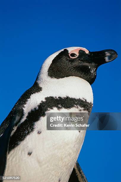 close-up of african penguin - jackass penguin stock pictures, royalty-free photos & images