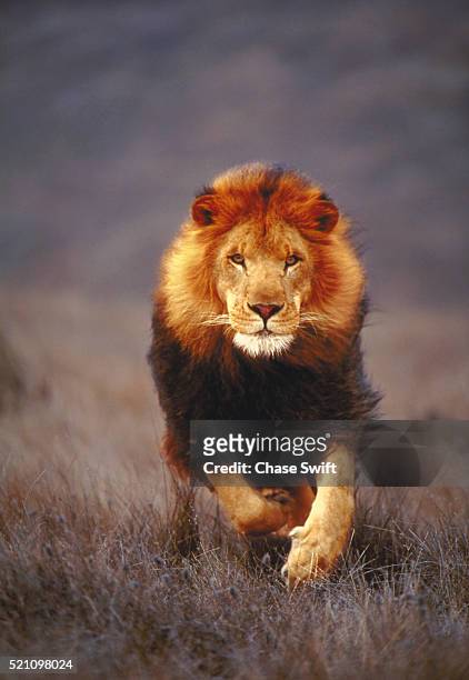 lion running - majestic lion stock pictures, royalty-free photos & images