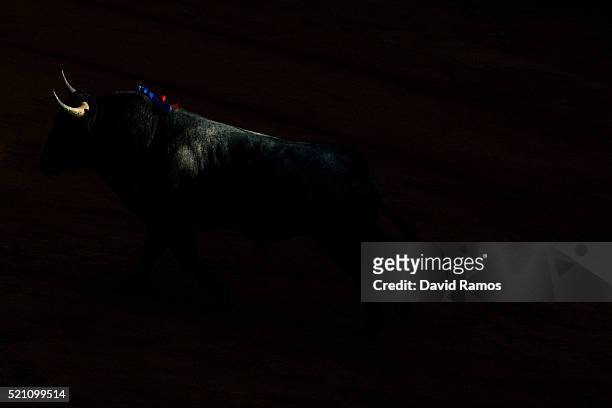 Vitorino Martin ranch fighting bull runs on the arena during a bullfight at La Maestranza bullring on the second day of the Feria de Abril on April...