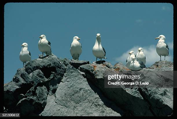 california gulls standing along cliff's - gaviota de california fotografías e imágenes de stock