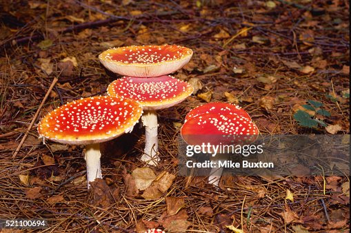 Fly Agaric Toadstools Fly Agaric Toadstools