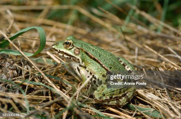 Croaking 215 Frog Croaking Stock Photos, High-Res Pictures, and Images - Getty ...
