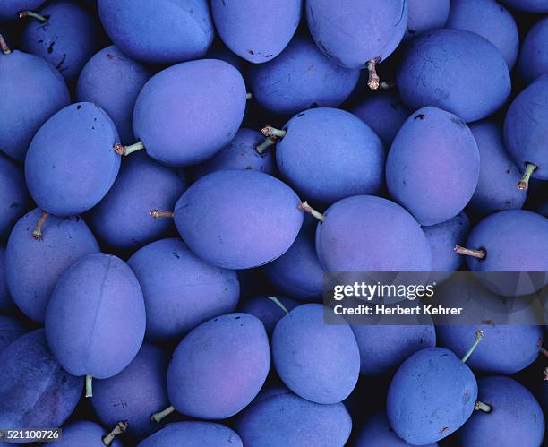 plums - damson stock-fotos und bilder