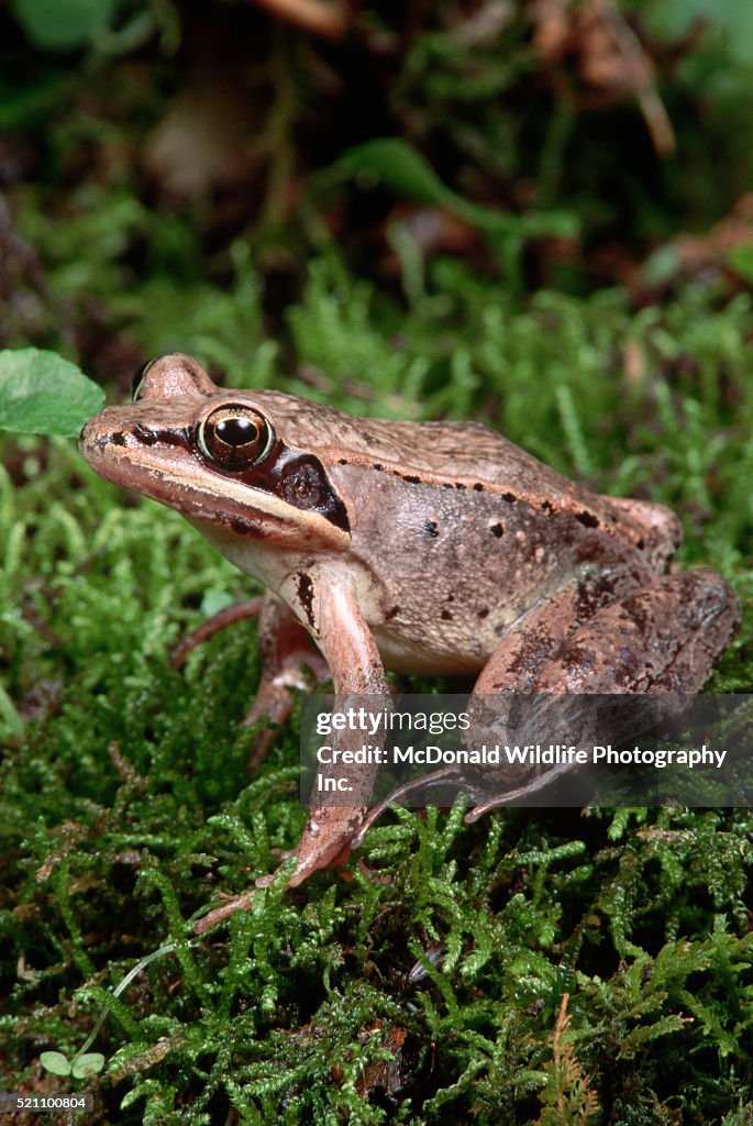 Wood Frog in Green Moss