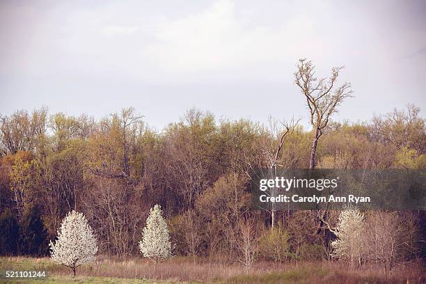 marvin north carolina in the spring - charlotte north carolina spring stock pictures, royalty-free photos & images