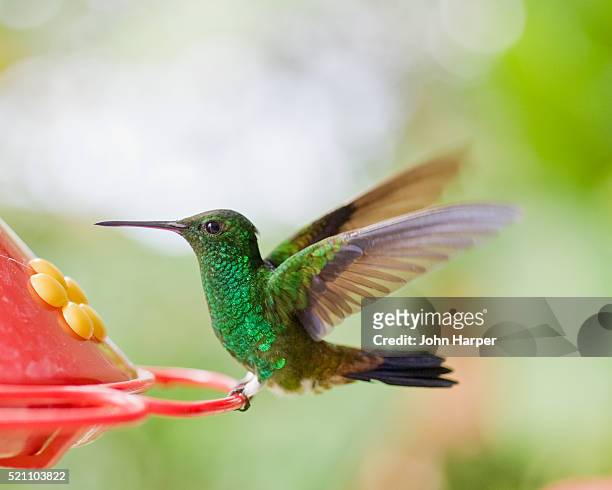 copper rumped hummingbird, tobago - tobago stock-fotos und bilder