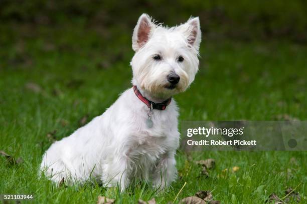 west highland white terrier dog, uk, sitting in garden, cute, alert - terrier photos et images de collection