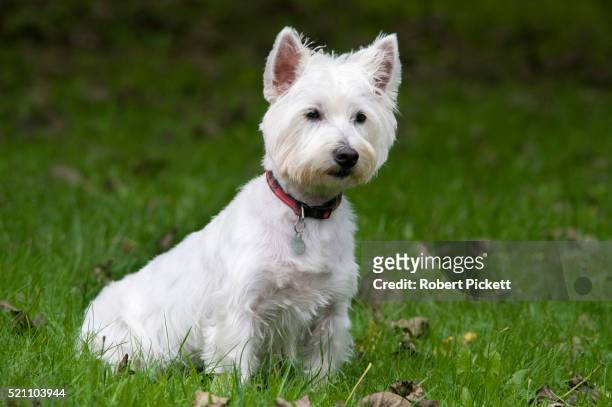 west highland white terrier dog, uk, sitting in garden, cute, alert - west highland white terrier stock pictures, royalty-free photos & images