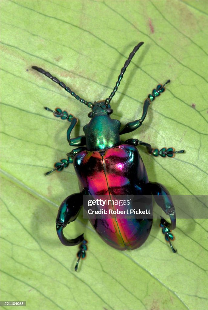 Frog Beetle, Sagara sp. SE Asia, green purple metallic colour, Close up showing thorax, abdomen & elytra, antennae