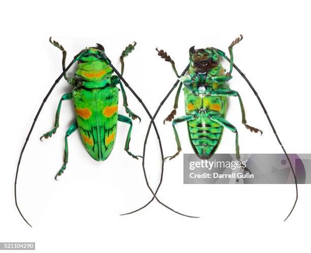 14 Sternotomis Stock Photos, High-Res Pictures, and Images - Getty