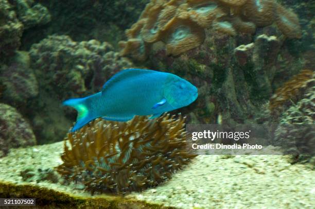 moon wrasse fish blue, green island, cairns, queensland, australia - cairns aquarium stock pictures, royalty-free photos & images