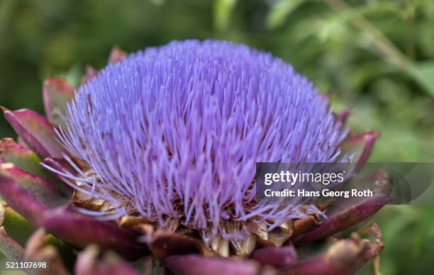 flower of the artichoke "ferme de billy" - alcachofra - fotografias e filmes do acervo