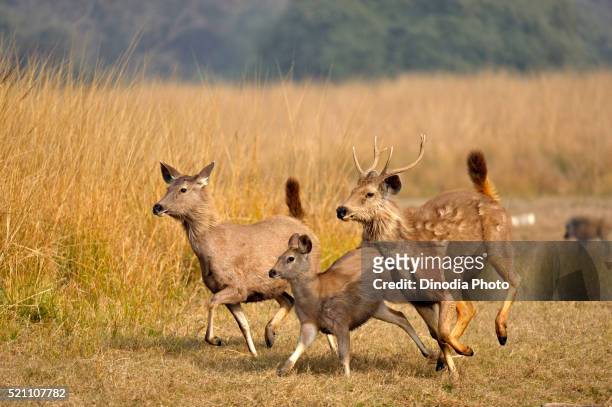 sambar female deer cervus unicolor niger running, ranthambore national park, rajasthan, india - ranthambore national park stock pictures, royalty-free photos & images