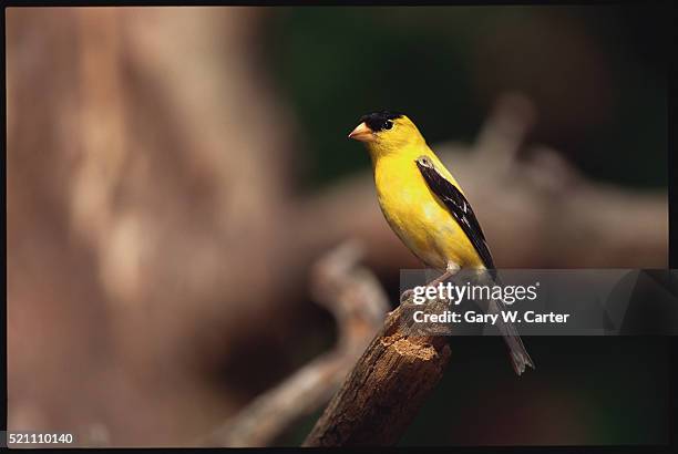 american goldfinch - american goldfinch - fotografias e filmes do acervo