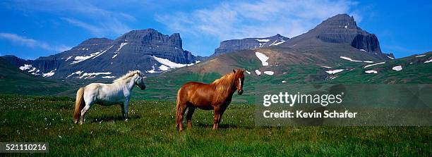 icelandic horses standing in alpine meadow - icelandic horse stock pictures, royalty-free photos & images