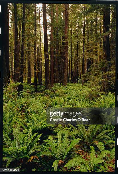 ferns in redwood forest - prairie creek state park stock pictures, royalty-free photos & images