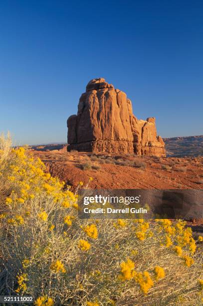 rabbit brush and the organ sandstone formation - rabbit brush stock pictures, royalty-free photos & images