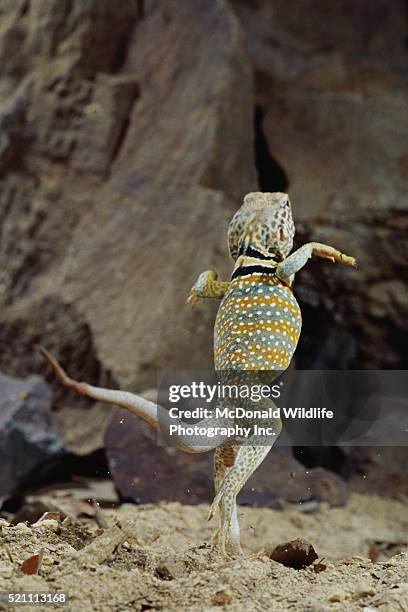Collared Lizard Variation 161 Collared Lizards Stock Photos, High-Res Pictures, and Images ...