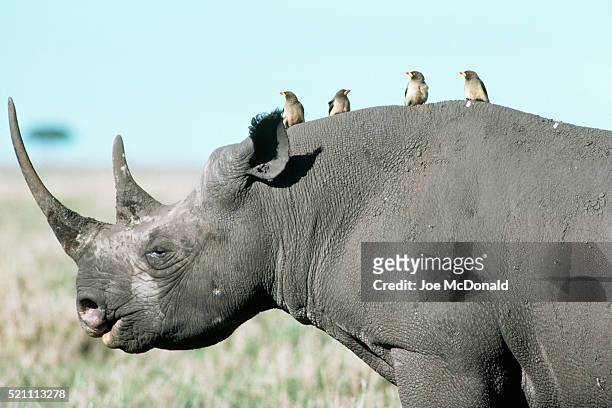 oxpeckers on the back of a black rhinoceros - symbiotic relationship stock pictures, royalty-free photos & images