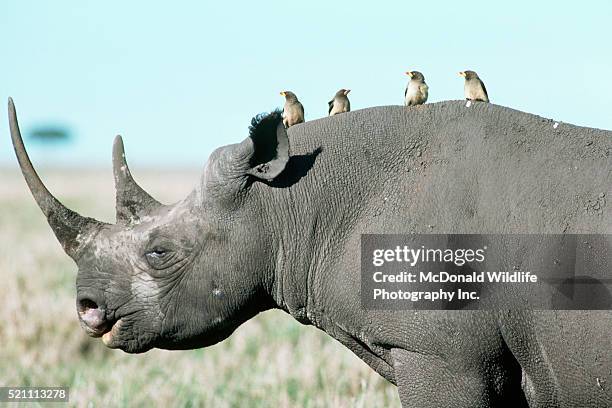 oxpeckers on the back of a black rhinoceros - rhinoceri stock pictures, royalty-free photos & images