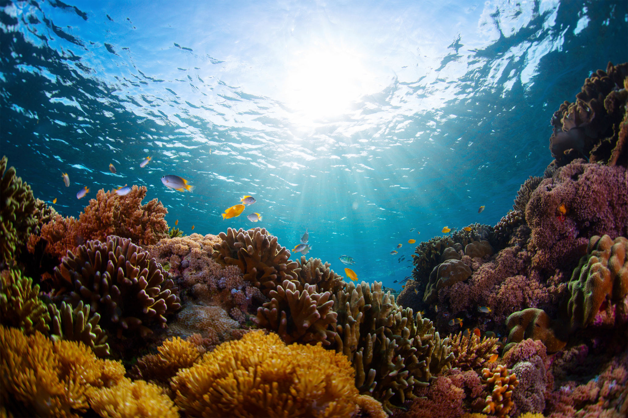 underwater reef