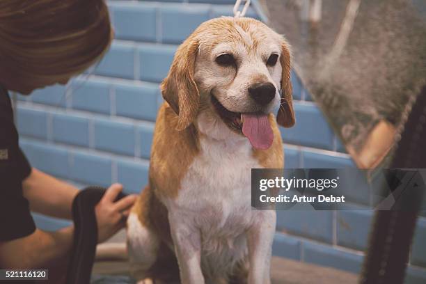 beagle senior dog taking a bath in a dog groomer taking care with the dog hygiene with salon treatments. - deo frau badezimmer stock-fotos und bilder