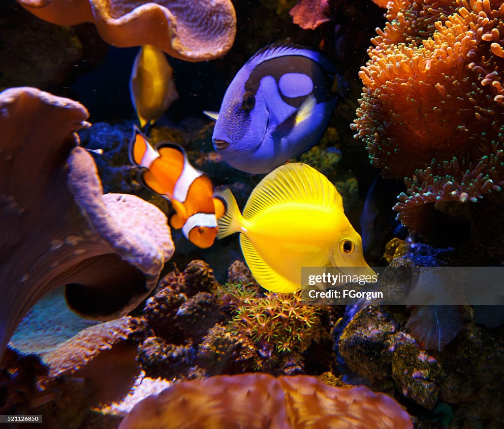 Paracanthurus hepatus and zebrasoma flavescens with Clownfish