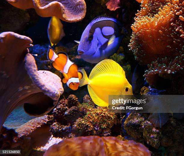 paracanthurus hepatus and zebrasoma flavescens with clownfish - coral reef stock pictures, royalty-free photos & images