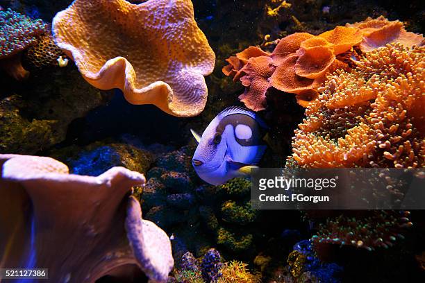 blue tang fish tropical fish - aquatic organism stock pictures, royalty-free photos & images