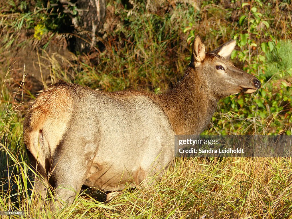 Female Elk in Colorado