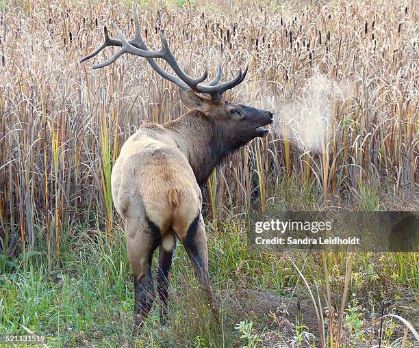 Elk Rutt Elk Rut Photos and Premium High Res Pictures - Getty Images