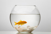 gold fish swimming in glass bowl