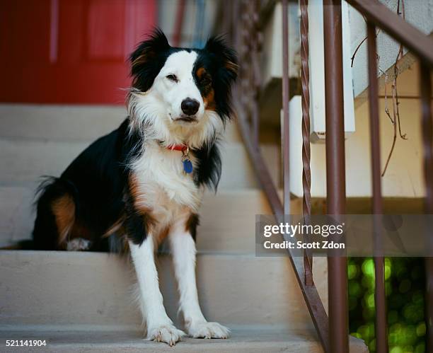 australian shepherd border collie mix on steps - australian shepherd dogs stock pictures, royalty-free photos & images